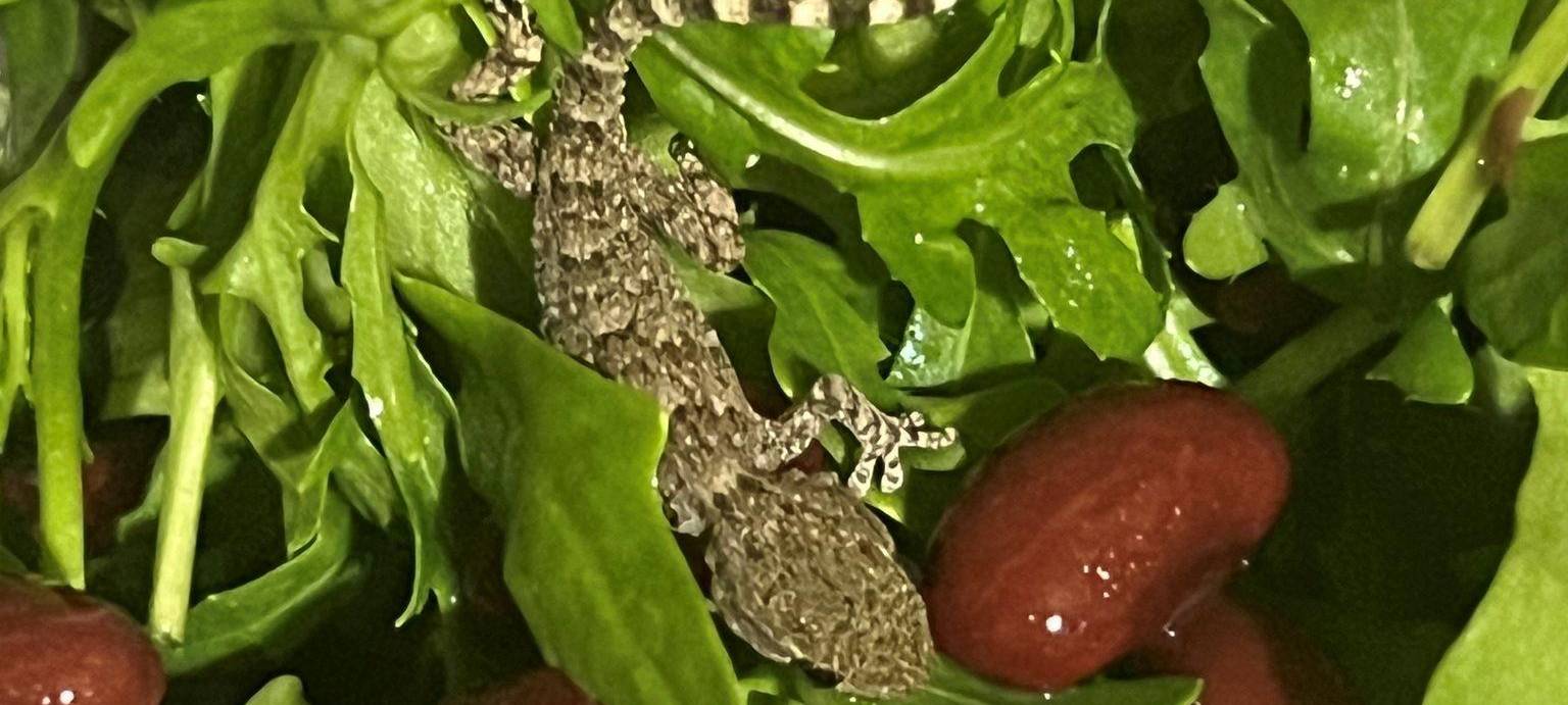 Lebender Gecko in Packung mit Rucola-Salat gefunden