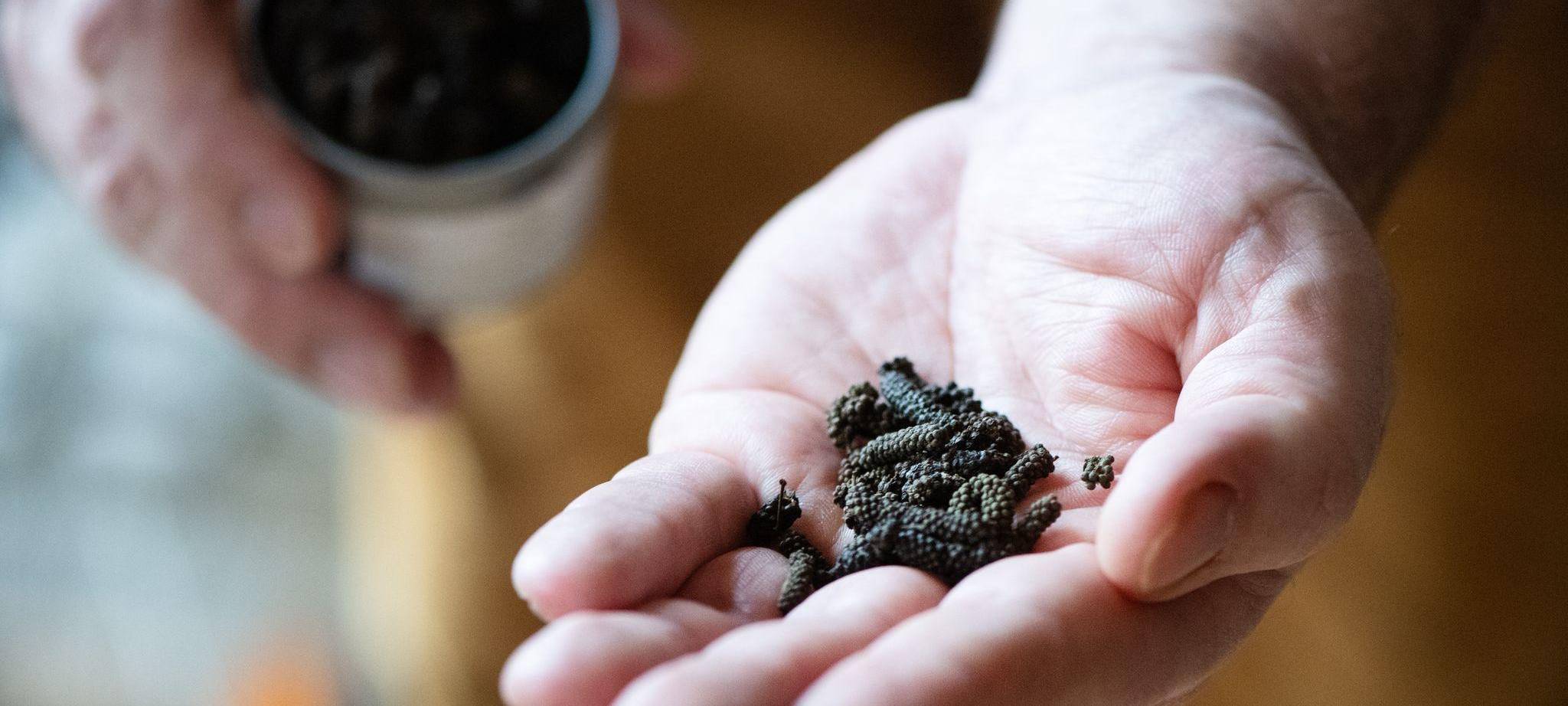 Mann hält Schokoladenpfeffer in der Hand