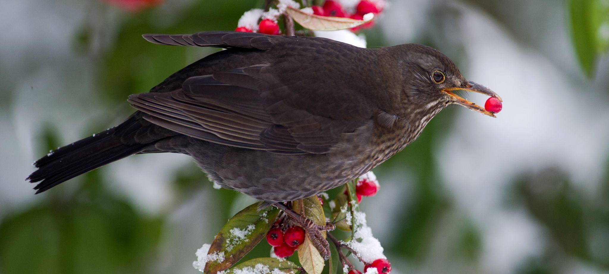 Amsel sitzt mit Beere im Schnabel auf einem verschneiten Ast