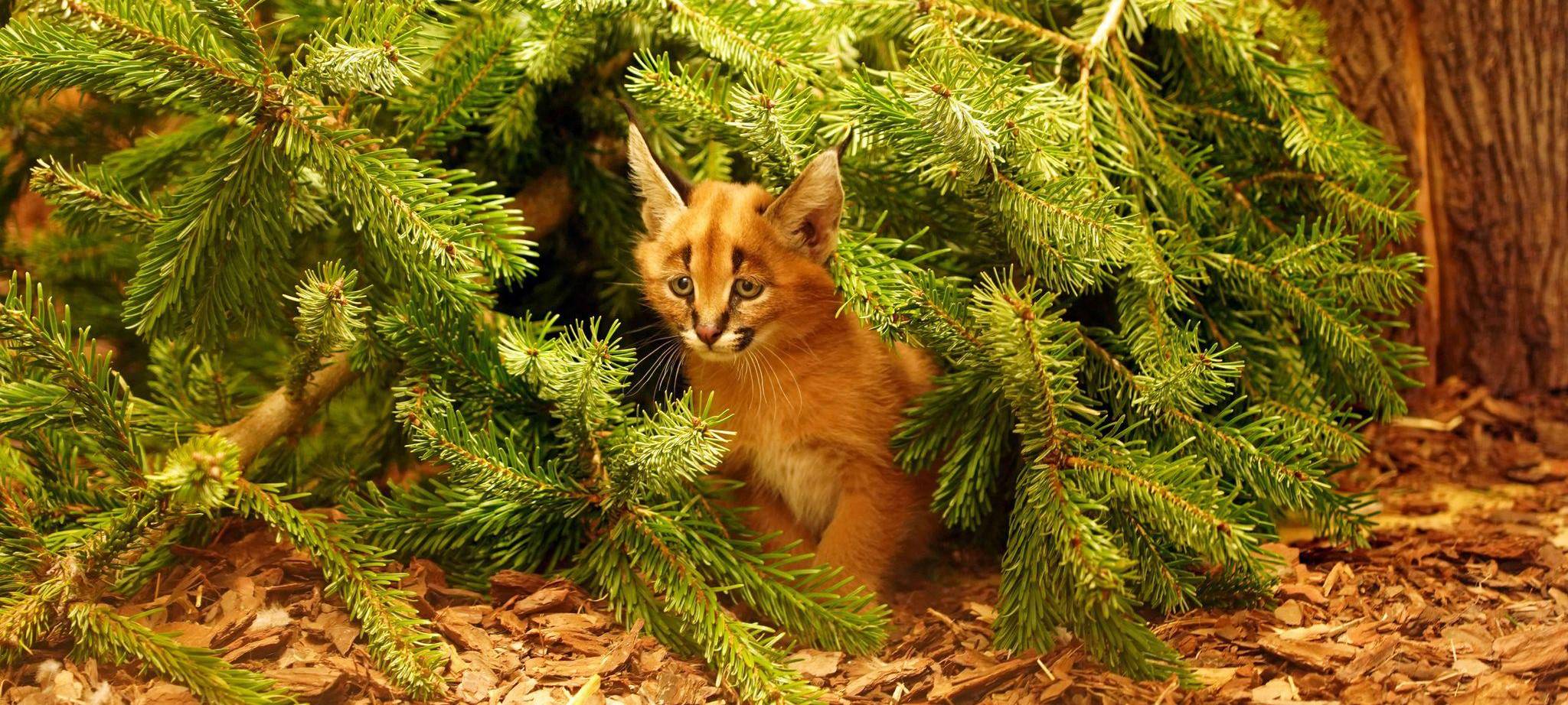 Karakal-Nachwuchs im Zoo Dresden
