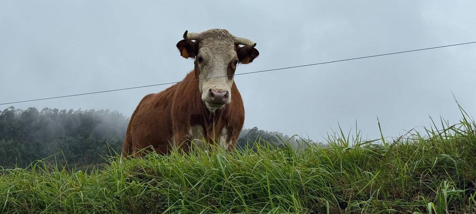 Symbolbild: Ein Rind steht auf einem Feld.