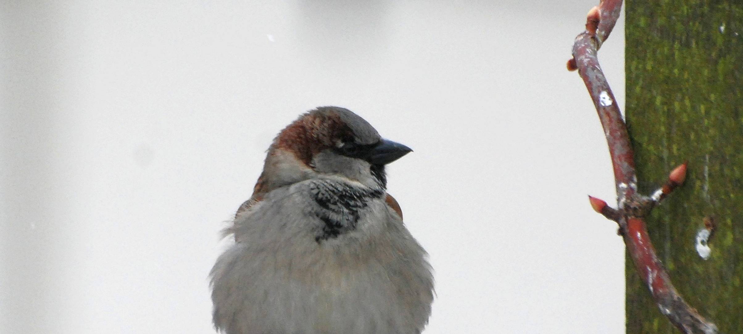 Kreis Unna: Sorge um den Spatz