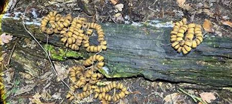 Unbekannte sollen Giftköder in Fröndenberg aufgelegt haben