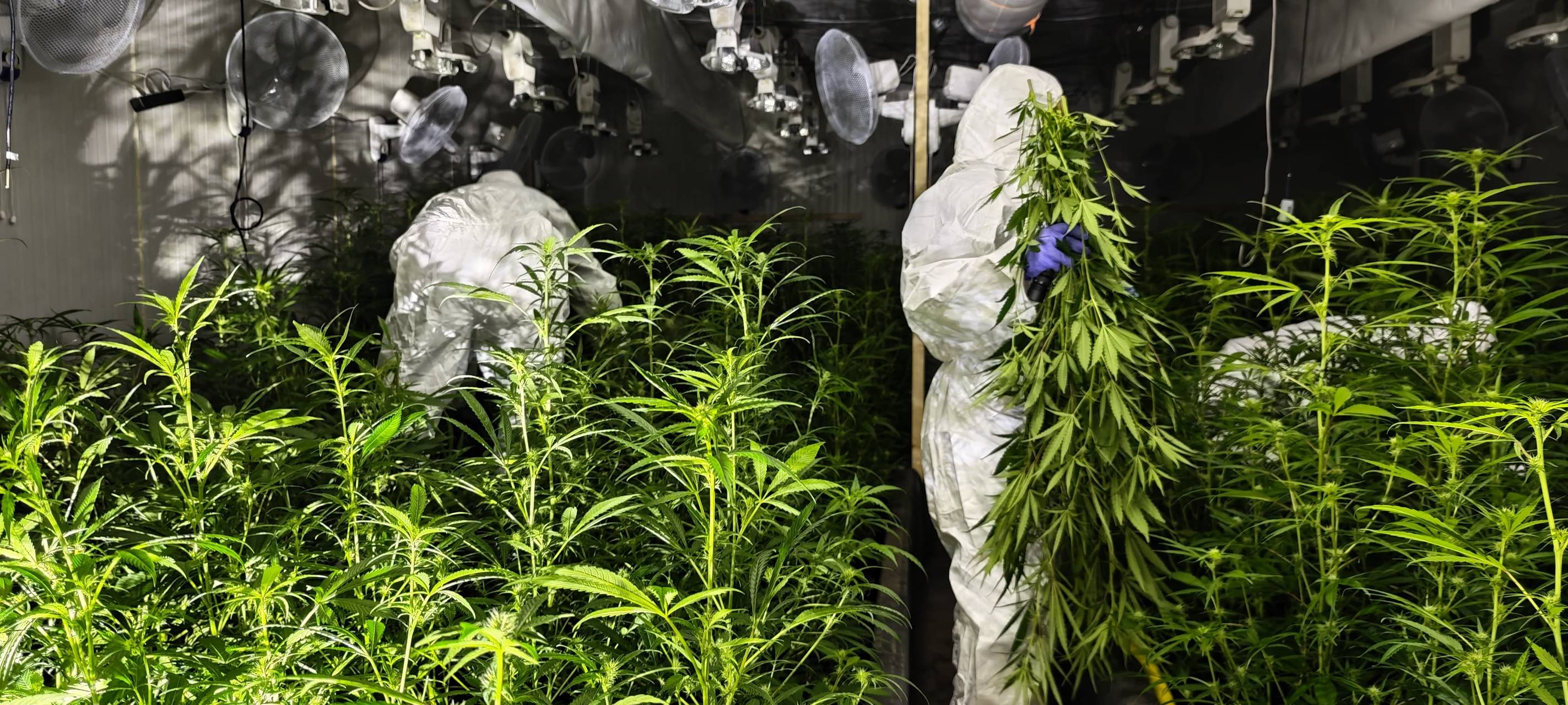 Cannabisplantage in Bergkamen gefunden: Erste Details