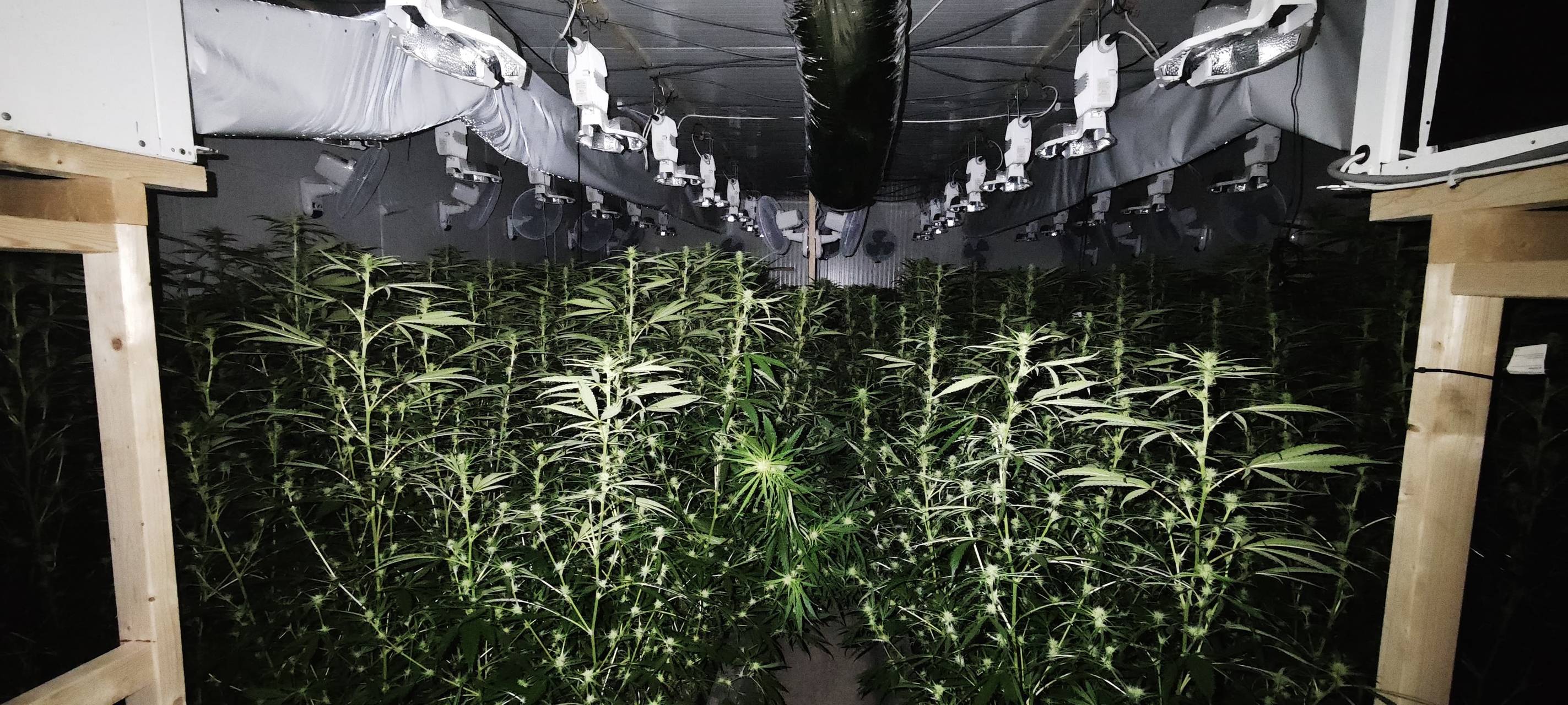 Cannabisplantage in Bergkamen gefunden: Erste Details