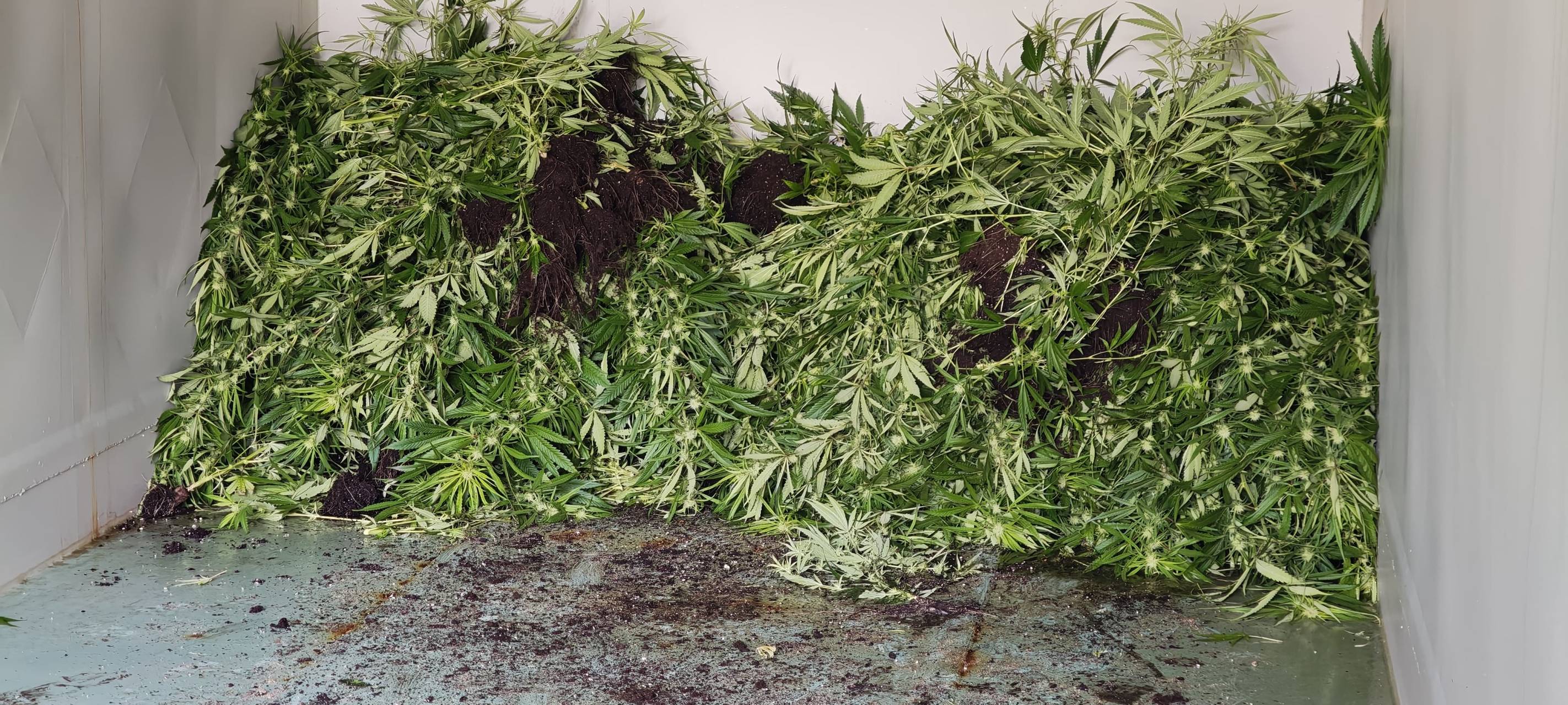 Cannabisplantage in Bergkamen gefunden: Erste Details