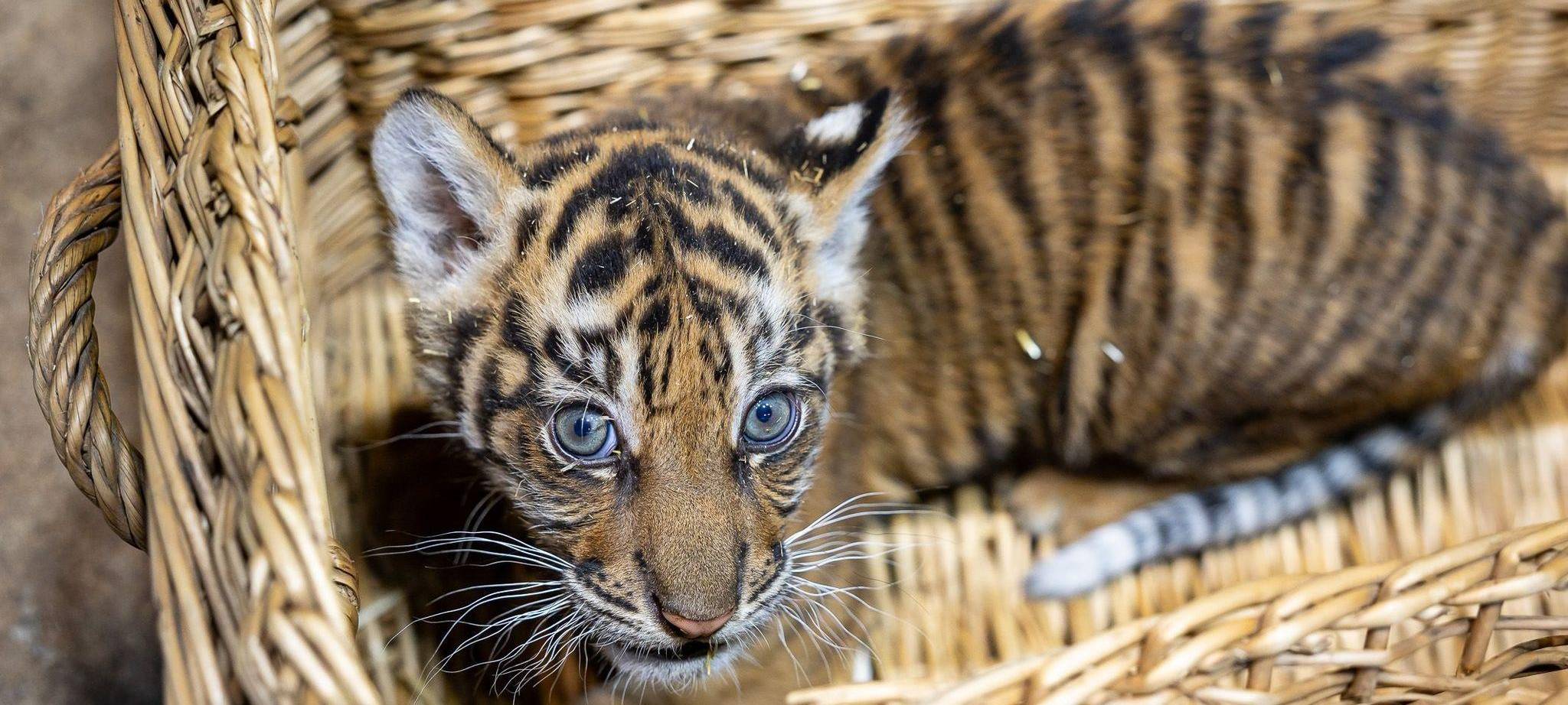 Sumatra-Tiger-Jungtier im Tierpark Berlin