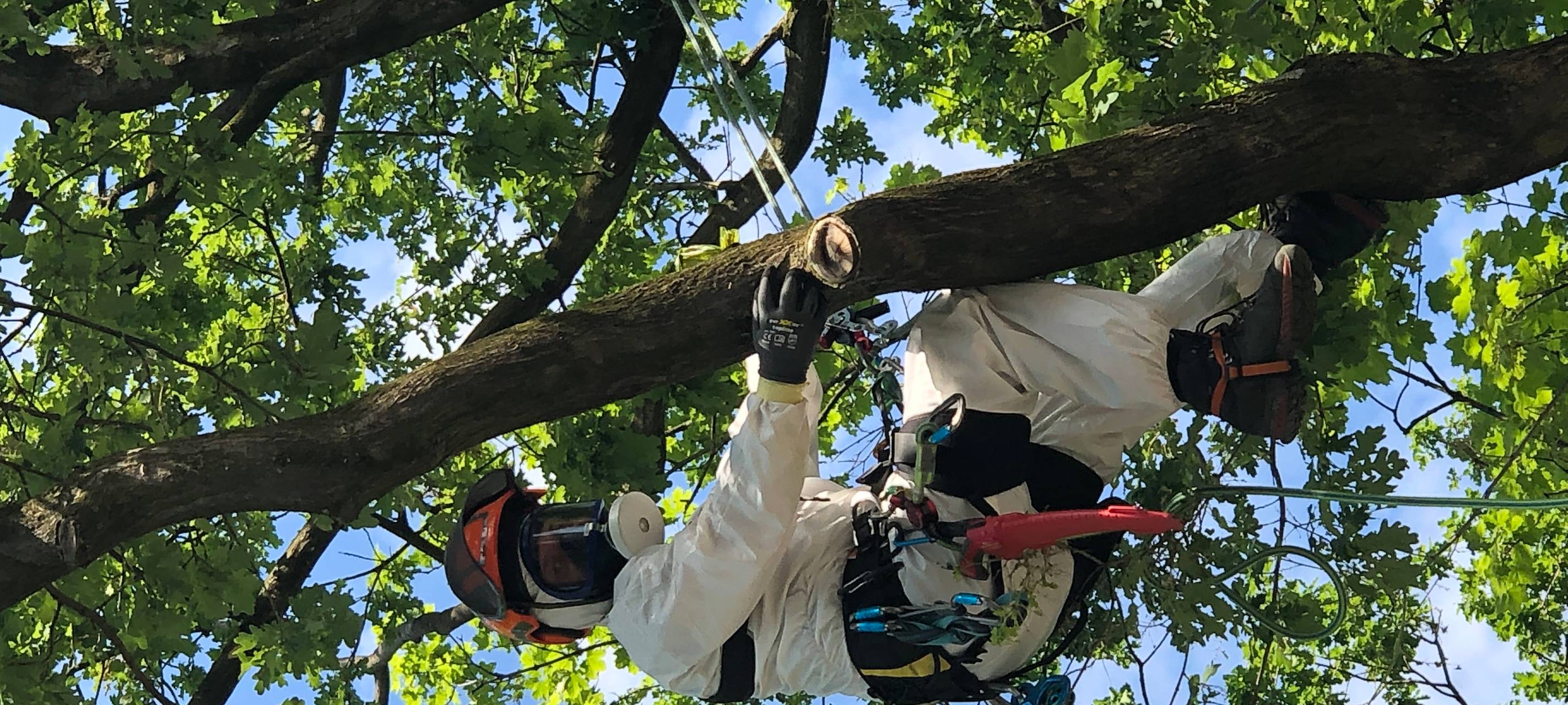 Kreis Unna: Prozessionsspinner nicht alleine bekämpfen