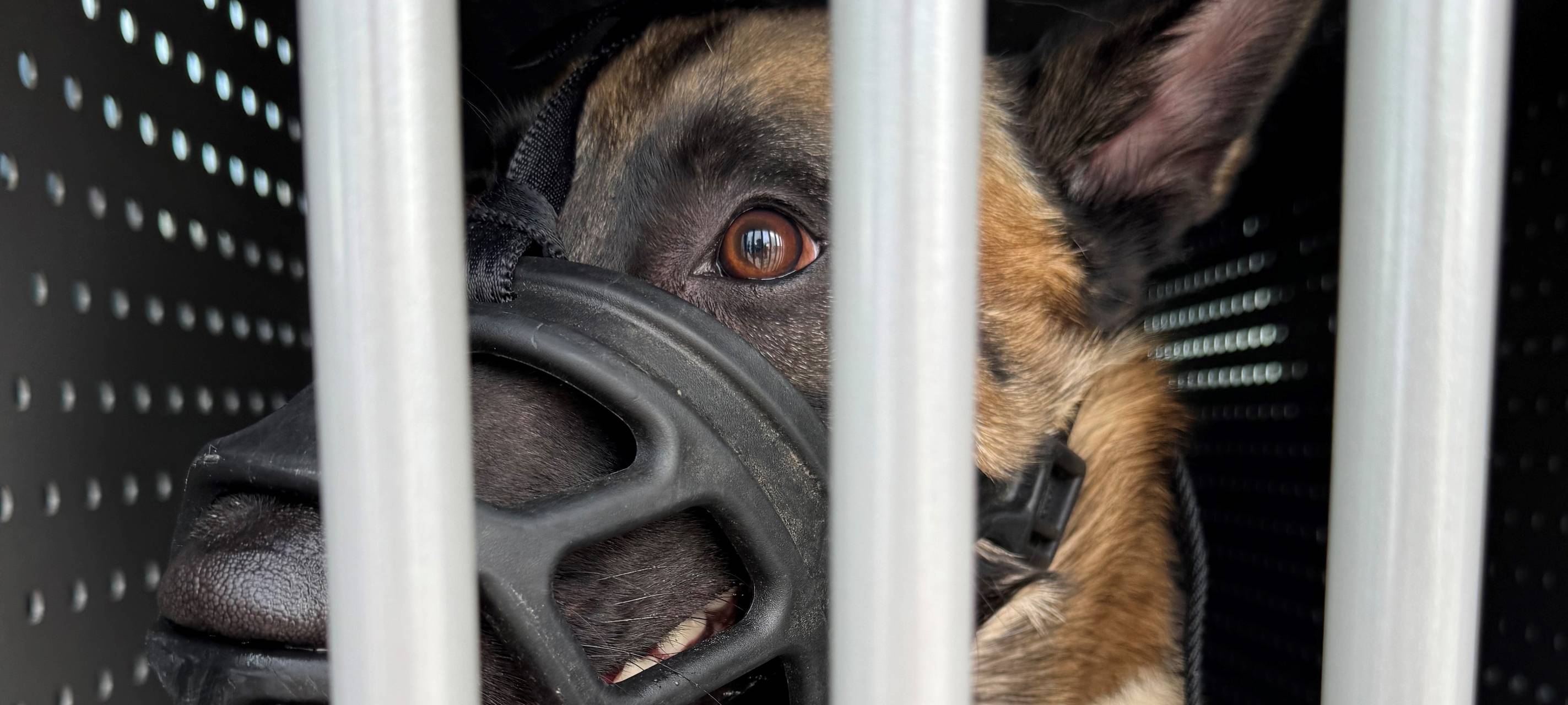 Hund in Dortmund misshandelt: Polizei greift nach viralem Video ein