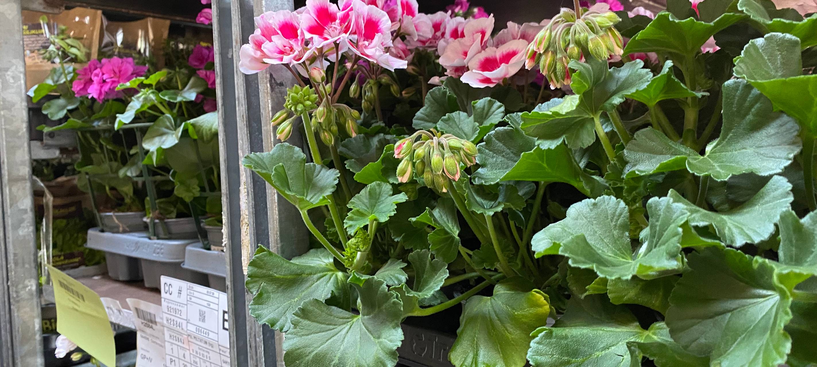 Auf nach Venlo zum Blumeneinkauf.