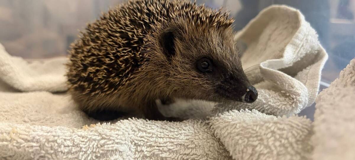 Tierschutzmaßnahme: Über 100 Igel in Lünen gerettet