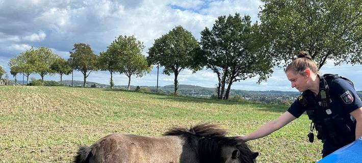 Pony Wandhofen 2