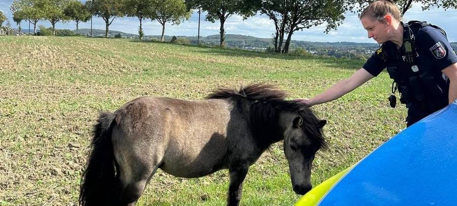 Polizei muss Ponys in Schwerte einfangen