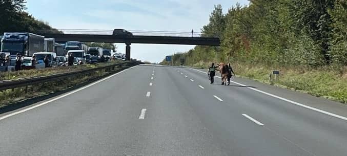 Pferd auf der Autobahn