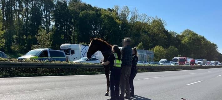 Pferd auf der Autobahn