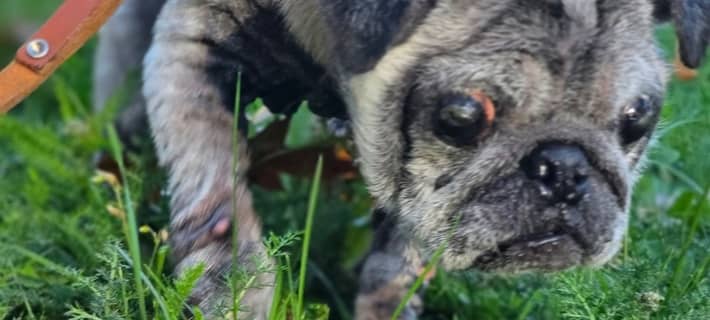 aufgefundener Hund