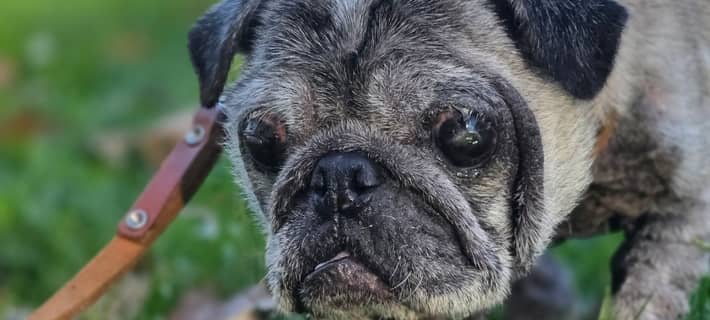 aufgefundener Hund