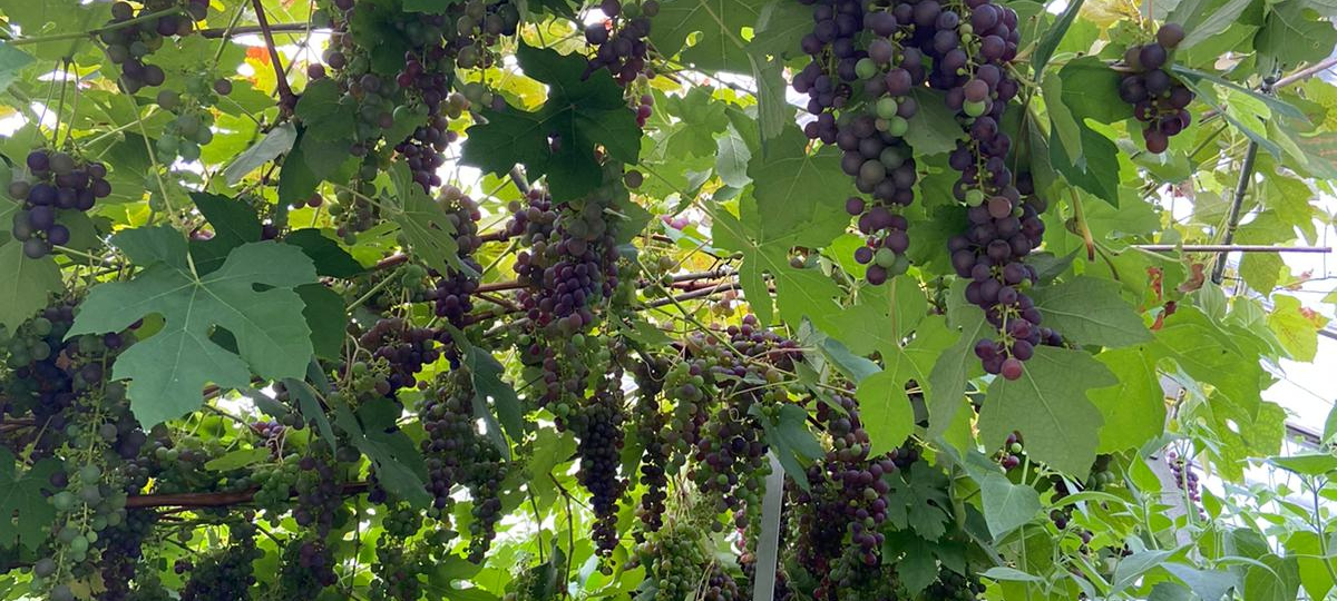 Ausflugstipp: Das Dornhöfchen in Dortmund