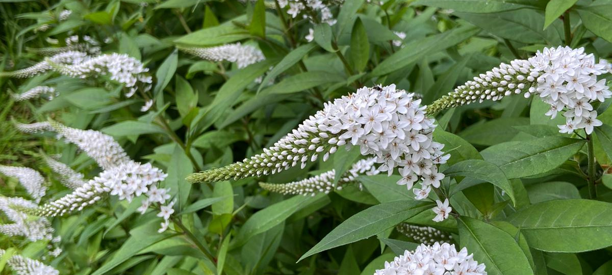 Ausflugstipp: Das Dornhöfchen in Dortmund