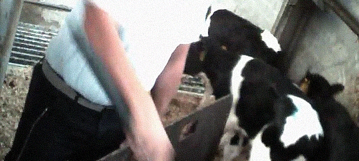 Vorwurf der Tierquälerei gegen Mecke in Werne