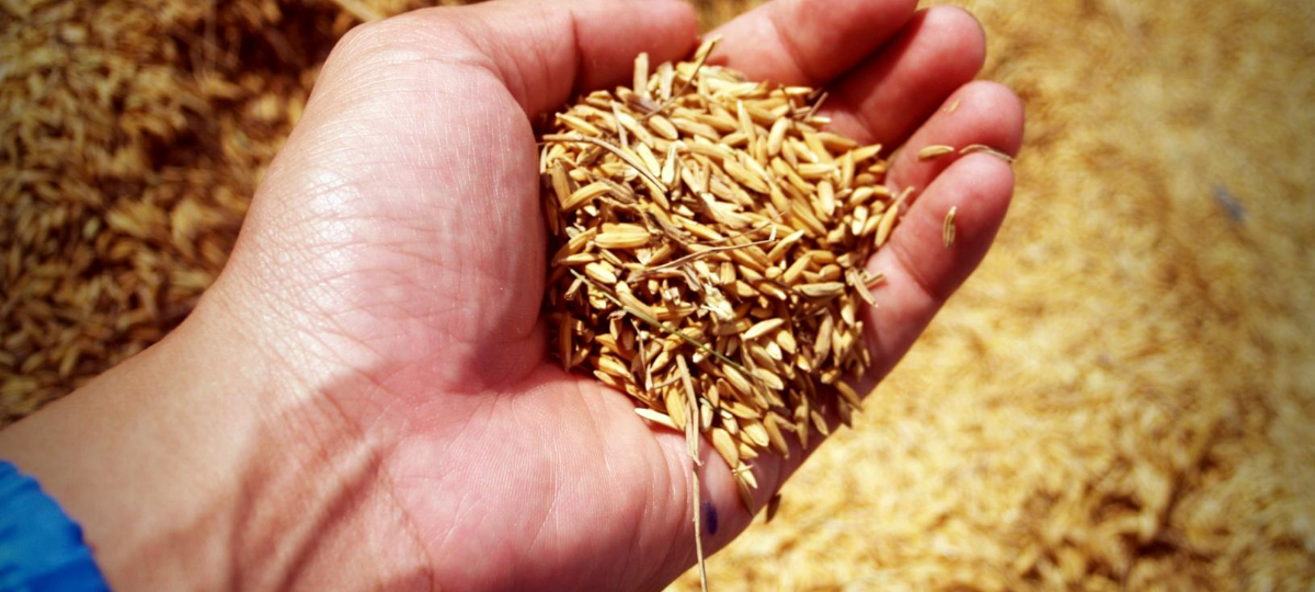 Getreideernte: Erträge von sehr schlecht bis sehr gut