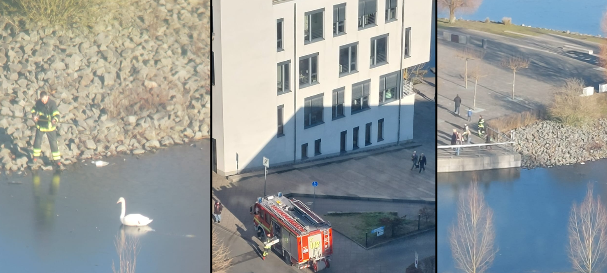 Festgefrorener Schwan auf Phoenixsee in Dortmund