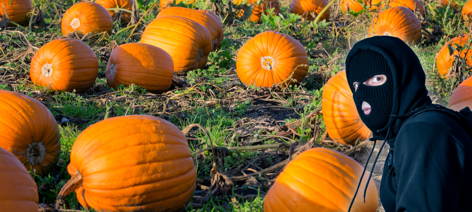 Bauer im Kreis Unna: "Gemüseklau passiert ständig!"