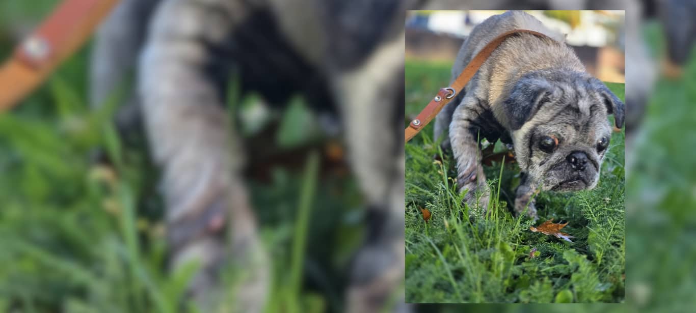 Kranker Hund in Selm ausgesetzt