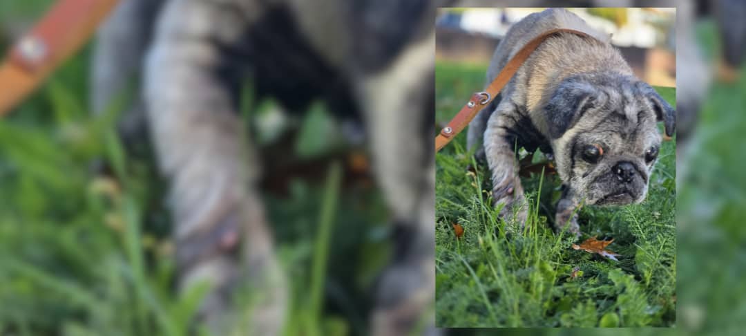 PETA klagt nach Tod von ausgesetztem Hund in Selm