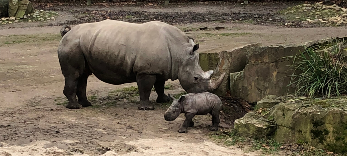 Willi - das Nashornbaby im Zoo Dortmund