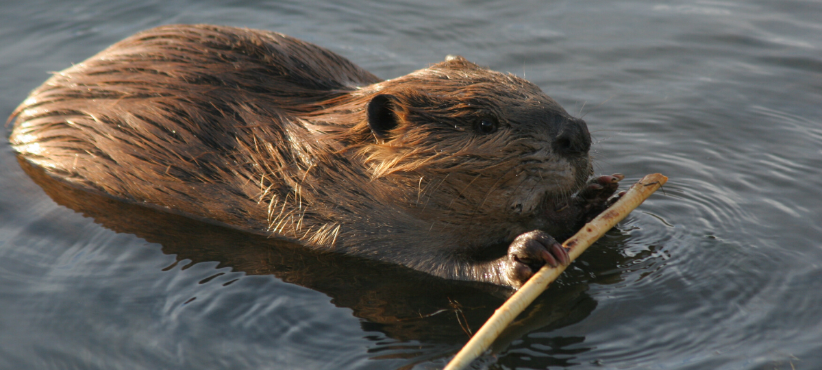 Biber is back in Bergkamen