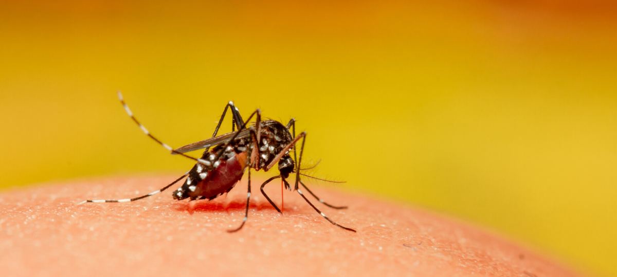Mückenstiche: Darum sind sie zurzeit so stark